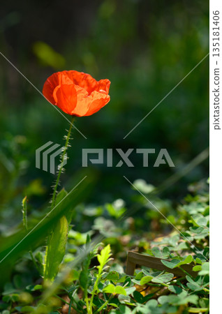 Bright poppy blooms amidst fresh green foliage in a tranquil garden setting during the afternoon Bright poppy blooms amidst fresh green foliage in a tranquil garden setting during the afternoon 135181406