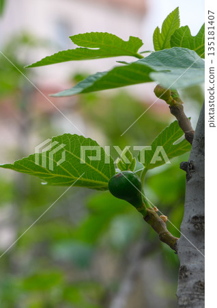 Fig tree bearing young fruit in a lush garden during springtime, showcasing nature's emergence and growth Fig tree bearing young fruit in a lush garden during springtime, showcasing nature's emergence and growth 135181407