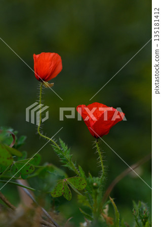 Bright red poppies sway gently in a lush green meadow during the golden hour of late afternoon Bright red poppies sway gently in a lush green meadow during the golden hour of late afternoon 135181412