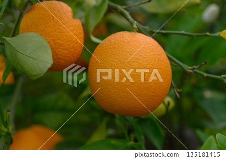 Bright oranges glistening in the sunshine amidst lush green leaves in a vibrant fruit orchard 135181415