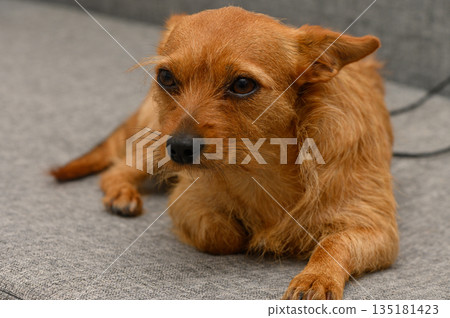 Curious small dog relaxing on a cozy couch in a warm living room during a lazy afternoon 135181423