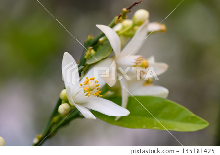 White blossoms bloom vibrantly on a citrus tree branch in the warm sunlight, capturing the beauty of nature in full swing during spring White blossoms bloom vibrantly on a citrus tree branch in the warm sunlight, capturing the beauty of nature in full swing during spring 135181425