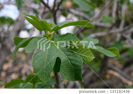 Fresh green fig leaves glisten under the warm sun in a tranquil garden during a serene afternoon 135181436