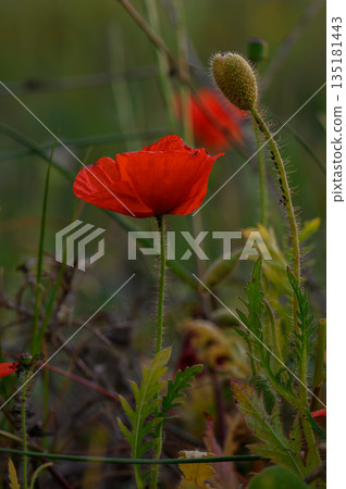 Vibrant red poppy flowers sway gently in the breeze during a serene summer afternoon in a lush green field Vibrant red poppy flowers sway gently in the breeze during a serene summer afternoon in a lush green field 135181443