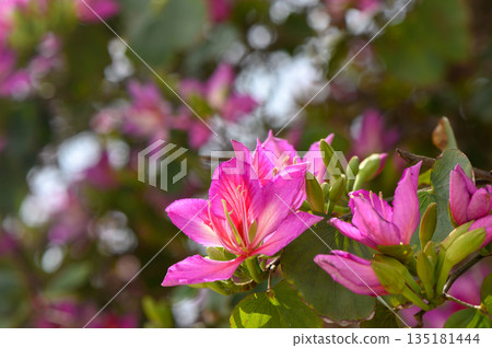 Vibrant pink blossoms emerge among lush green leaves in a serene garden during a sunny spring afternoon Vibrant pink blossoms emerge among lush green leaves in a serene garden during a sunny spring afternoon 135181444