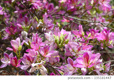 Blooming azaleas create a vibrant tapestry of colors in a sunlit garden during springtime Blooming azaleas create a vibrant tapestry of colors in a sunlit garden during springtime 135181447