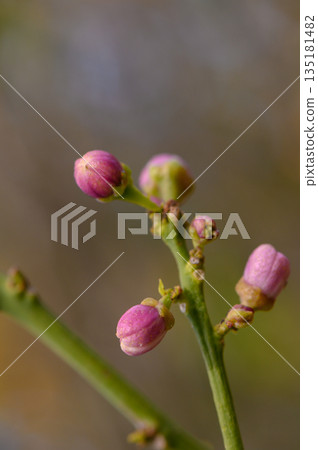 Delicate pink flower buds emerge in a tranquil garden, heralding the arrival of springtime renewal in nature's embrace Delicate pink flower buds emerge in a tranquil garden, heralding the arrival of springtime renewal in nature's embrace 135181482
