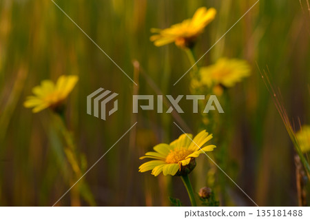 Vibrant yellow flowers bask in warm sunlight amidst a green grassy field during a tranquil afternoon in spring Vibrant yellow flowers bask in warm sunlight amidst a green grassy field during a tranquil afternoon in spring 135181488