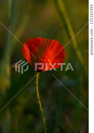 Vibrant poppy flower stands tall amidst green grass at sunset in a serene meadow 135181493