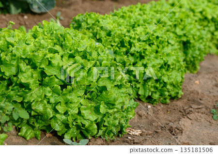 Lush green lettuce thriving in a sunny garden patch during the warm afternoon hours of early summer 135181506