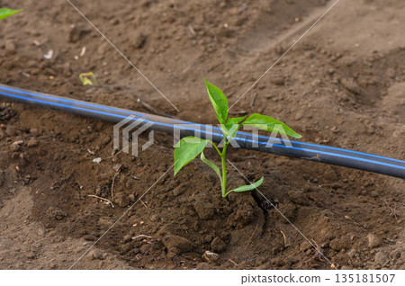 Newly planted pepper sapling thrives in warm soil under a bright sunlit sky at a community garden during the afternoon 135181507