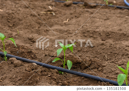 New pepper seedlings thrive in rich soil on a sunny day in an organic garden, nurturing the promise of a bountiful harvest with care 135181508