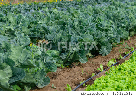 Rows of vibrant greens thrive in a sunny farm field under a clear blue sky during an early morning harvest season 135181512