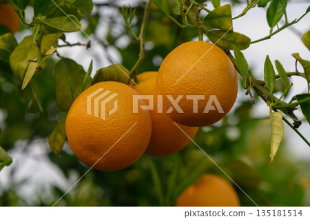Vibrant oranges hanging from lush green branches in a sunlit orchard on a warm afternoon Vibrant oranges hanging from lush green branches in a sunlit orchard on a warm afternoon 135181514