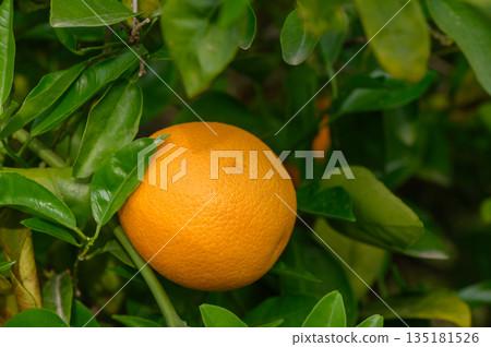 Vibrant orange fruit hangs amidst lush green leaves in a sunlit grove during a warm afternoon Vibrant orange fruit hangs amidst lush green leaves in a sunlit grove during a warm afternoon 135181526