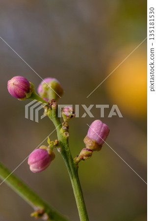 Delicate spring buds emerge on a branch against a softly blurred backdrop of warm colors 135181530