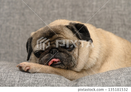 Sleepy pug resting on a cozy couch with an adorable expression while licking its nose in a peaceful indoor setting Sleepy pug resting on a cozy couch with an adorable expression while licking its nose in a peaceful indoor setting 135181532