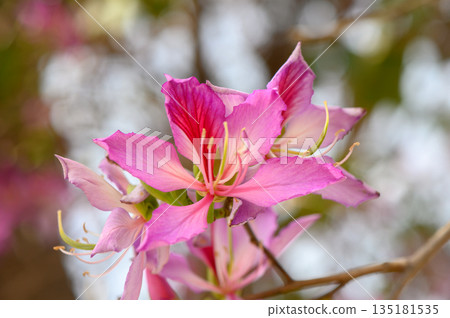 Blooming pink flowers capture the essence of springtime in a vibrant garden setting 135181535