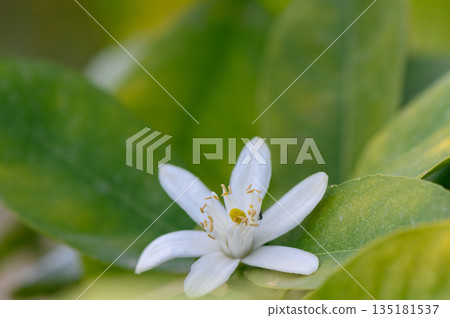 Delicate white blossom nestled among vibrant green leaves in a sun-soaked garden setting during the early morning hours 135181537