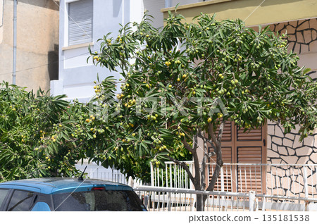 Mango tree bursting with fruit in a sunlit neighborhood garden near a cozy home Mango tree bursting with fruit in a sunlit neighborhood garden near a cozy home 135181538