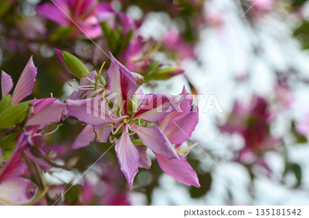 Delicate pink blossoms burst into bloom amidst lush green leaves on a sunny day in a serene botanical garden 135181542