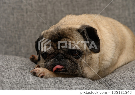 Pug relaxing on a cozy couch while playfully sticking out its tongue with an adorable expression 135181543