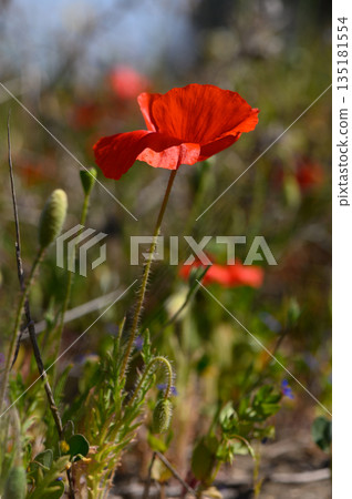 Vibrant red poppies sway in the gentle breeze of a sunlit meadow during springtime bloom 135181554