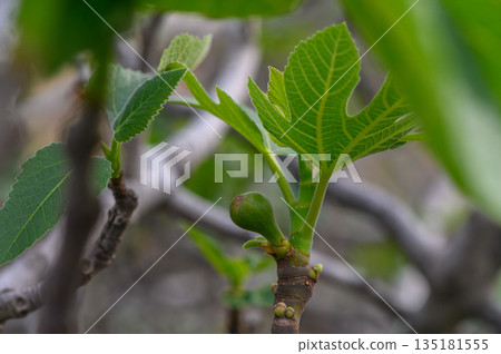Green fig tree sprouts in a sunlit garden, showcasing nature's growth and renewal in springtime 135181555