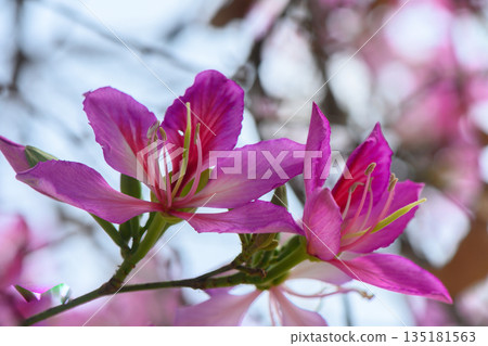 Blossoming pink flowers dance in the sunlight of a tranquil garden during early spring, embracing nature's beauty and vibrant colors Blossoming pink flowers dance in the sunlight of a tranquil garden during early spring, embracing nature's beauty and vibrant colors 135181563