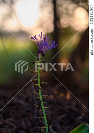 Blooming purple flower stands tall against a backdrop of sunset hues in a vibrant landscape Blooming purple flower stands tall against a backdrop of sunset hues in a vibrant landscape 135181564