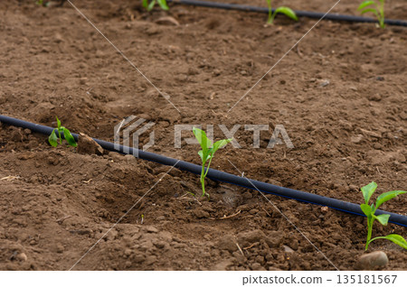 Freshly planted seedlings thrive in rich soil under the warm sun of early spring in a vibrant garden 135181567