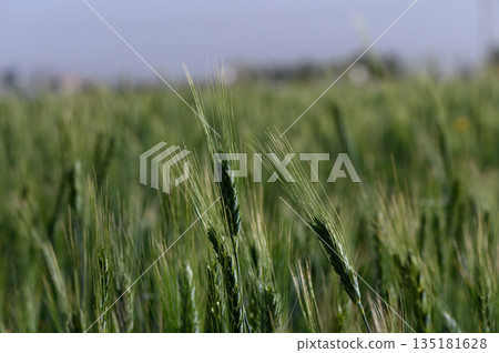 Golden fields sway gently in the breeze under clear blue sky during a warm afternoon in late spring 135181628