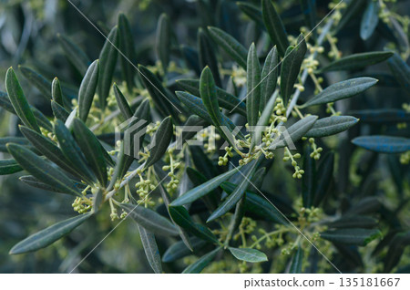 Olive tree branches adorned with budding green flowers under soft daylight in serene garden setting Olive tree branches adorned with budding green flowers under soft daylight in serene garden setting 135181667