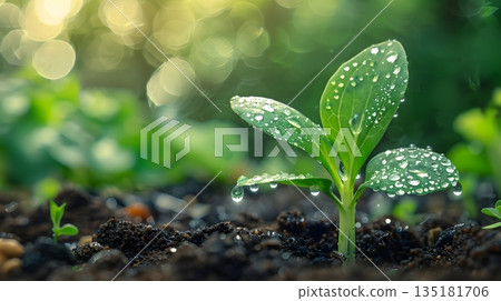 背景是嫩芽和森林,閃爍著水滴的光芒 背景是嫩芽和森林,閃爍著水滴的光芒 135181706