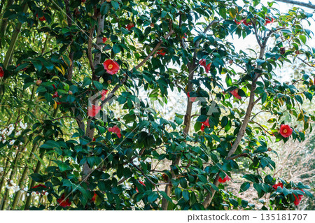 Red camellia flowers in a bamboo forest Red camellia flowers in a bamboo forest 135181707