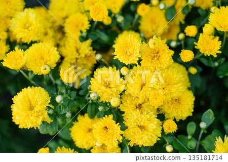 Vibrant Yellow Chrysanthemum Blooming Among Green Leaves Vibrant Yellow Chrysanthemum Blooming Among Green Leaves 135181714