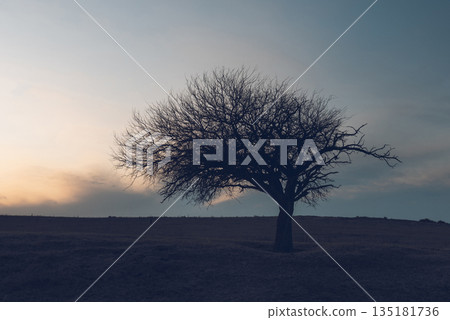 Flowered field in the Pampas Plain, La Pampa Province, Patagonia, Argentina. 135181736