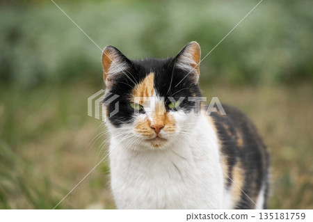 Close-up portrait of a beautiful tricolor cat (black, white, and ginger) outdoors. The cat has an intense gaze and bright green eyes against a soft blurred background Close-up portrait of a beautiful tricolor cat (black, white, and ginger) outdoors. The cat has an intense gaze and bright green eyes against a soft blurred background 135181759
