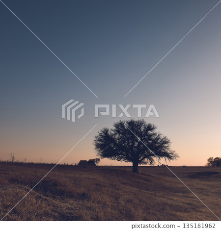 Flowered field in the Pampas Plain, La Pampa  135181962