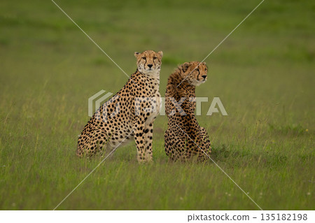 Female cheetah and cub sit on grass Female cheetah and cub sit on grass 135182198
