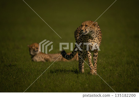 Female cheetah leaves cub lying on grassland Female cheetah leaves cub lying on grassland 135182200