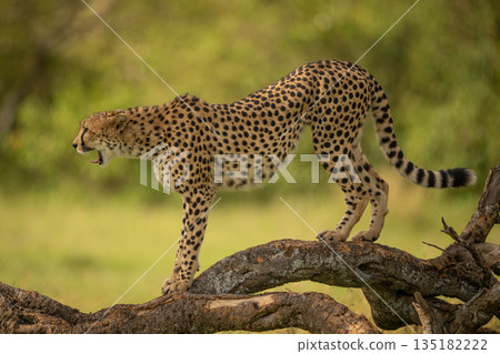 Female cheetah stands on log yawning widely Female cheetah stands on log yawning widely 135182222