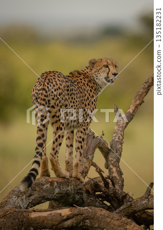 Female cheetah turns head standing on log Female cheetah turns head standing on log 135182231