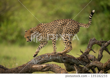 Female cheetah walks along log looking down Female cheetah walks along log looking down 135182233