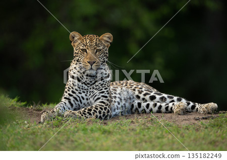 Female leopard lies on grass watching camera 135182249