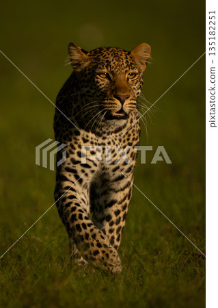 Female leopard lifts forefoot walking towards camera 135182251