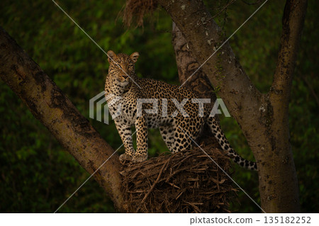 Female leopard looks down from hamerkop nest 135182252