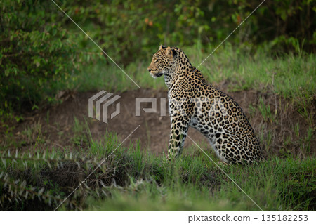 Female leopard sits in profile on riverbank Female leopard sits in profile on riverbank 135182253