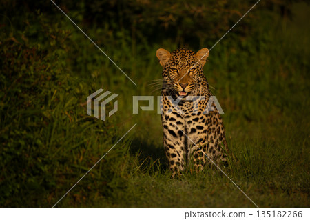 Female leopard sits watching camera in clearing Female leopard sits watching camera in clearing 135182266