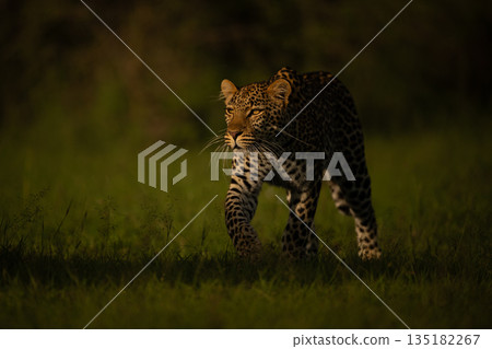 Female leopard stalks towards camera in shadows Female leopard stalks towards camera in shadows 135182267